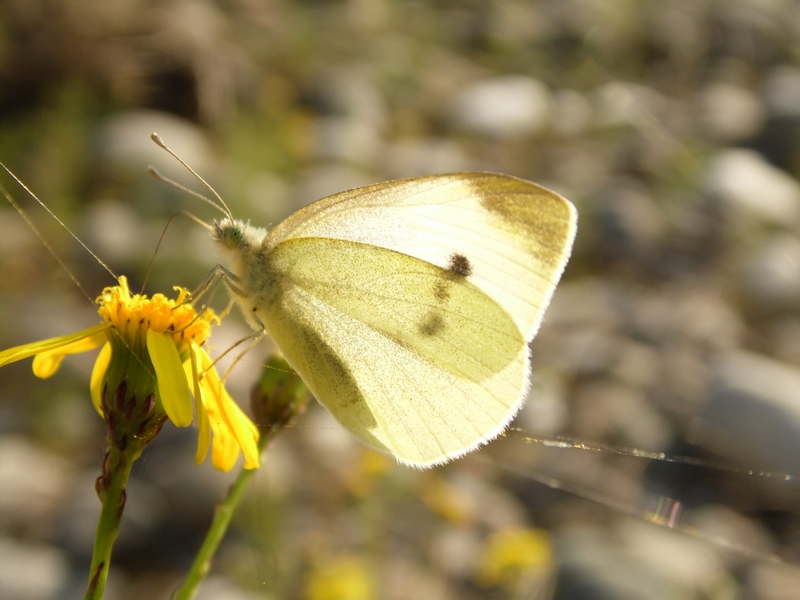 Identificazione Pieris.